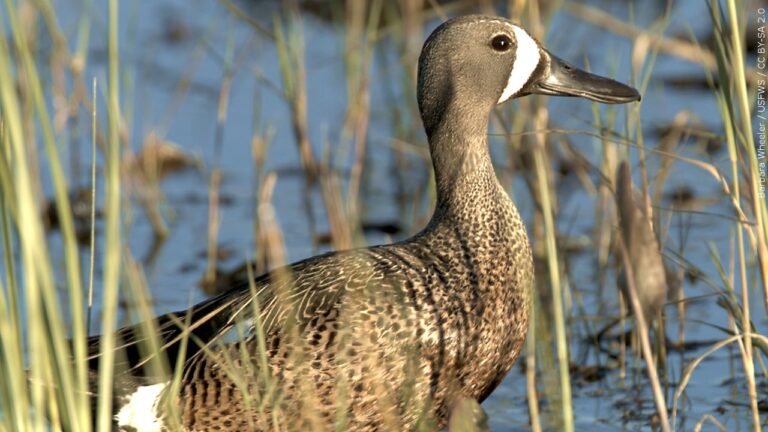 minnesota-dnr-asks-waterfowl-hunters-to-take-precautions-for-avian-flu