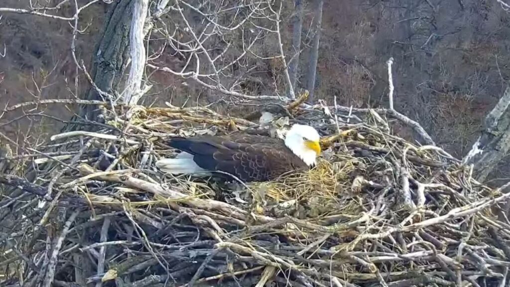 Minnesota DNR: EagleCam Nest Egg To Hatch Any Day - ABC 6 News - Kaaltv.com