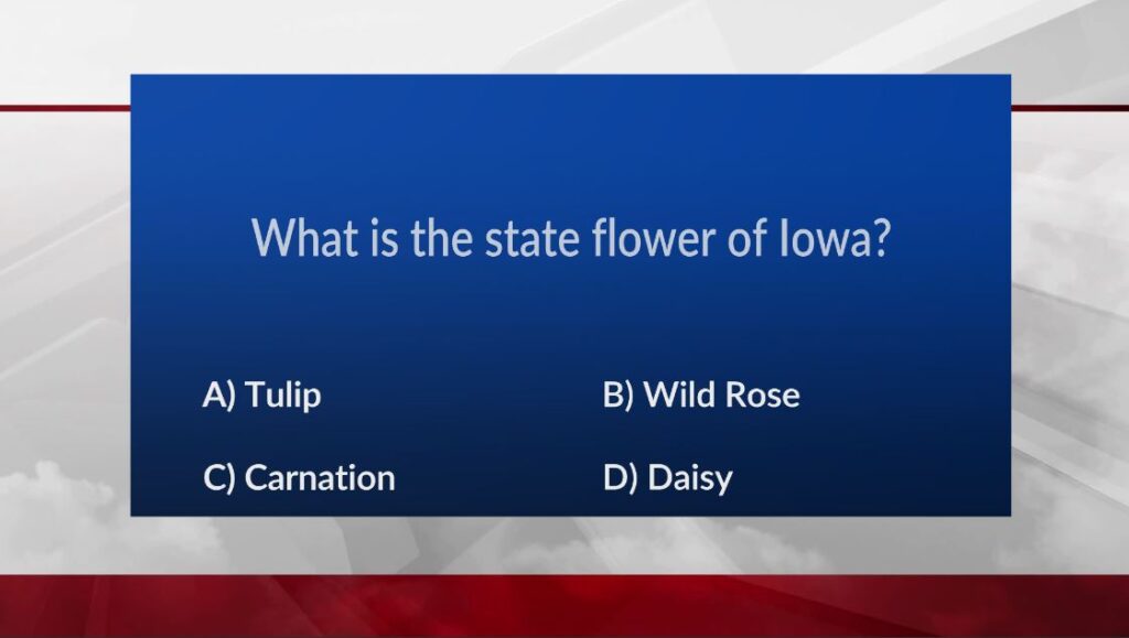 what-is-the-state-flower-for-iowa-abc-6-news-kaaltv