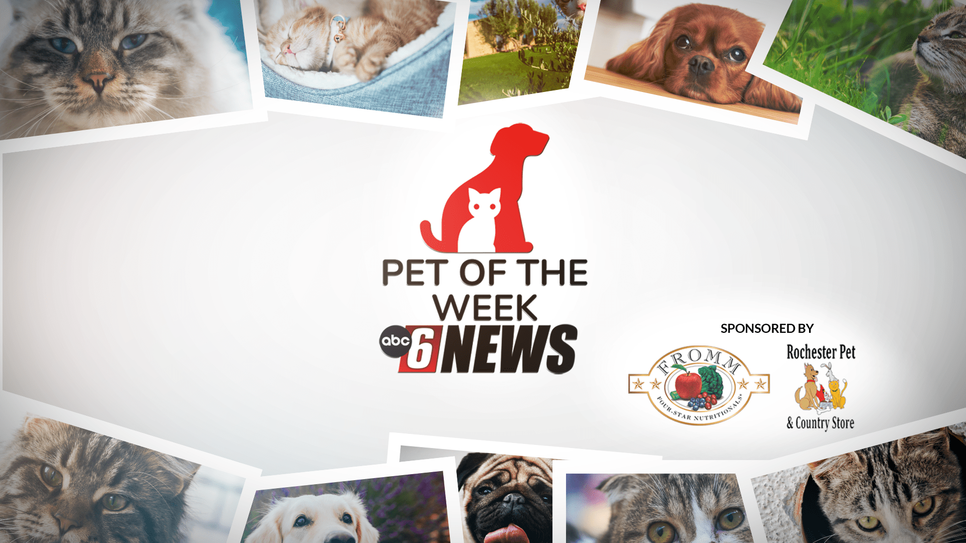 Pet news deals